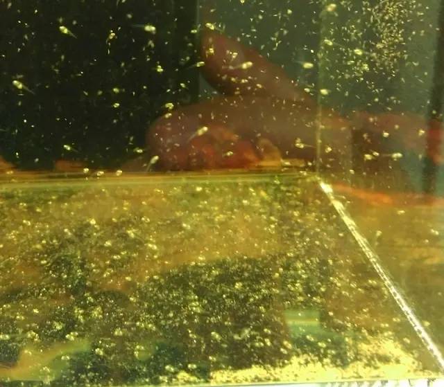 血脉奋“斗”历程--国斗繁殖实录（1）生命的起源