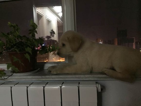 《一万个宠你的方法》爱宠知多少?第六期:拉布拉多