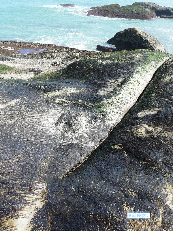 紫菜堪称海藻之王，但潮汕人为什么要说“浪险过打紫菜”呢？