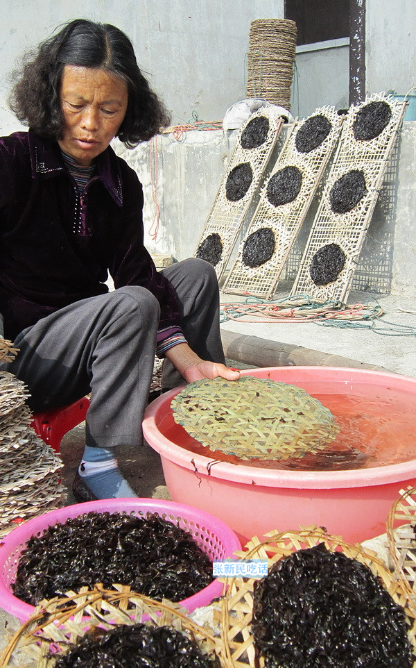 紫菜堪称海藻之王，但潮汕人为什么要说“浪险过打紫菜”呢？