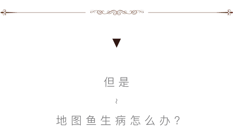 怎么才能养好地图鱼,养鱼新手入门能养地图鱼吗