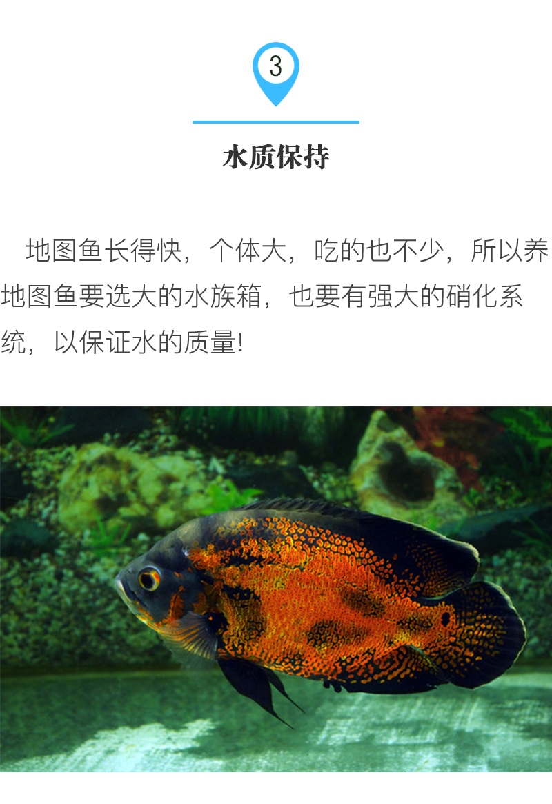 怎么才能养好地图鱼,养鱼新手入门能养地图鱼吗