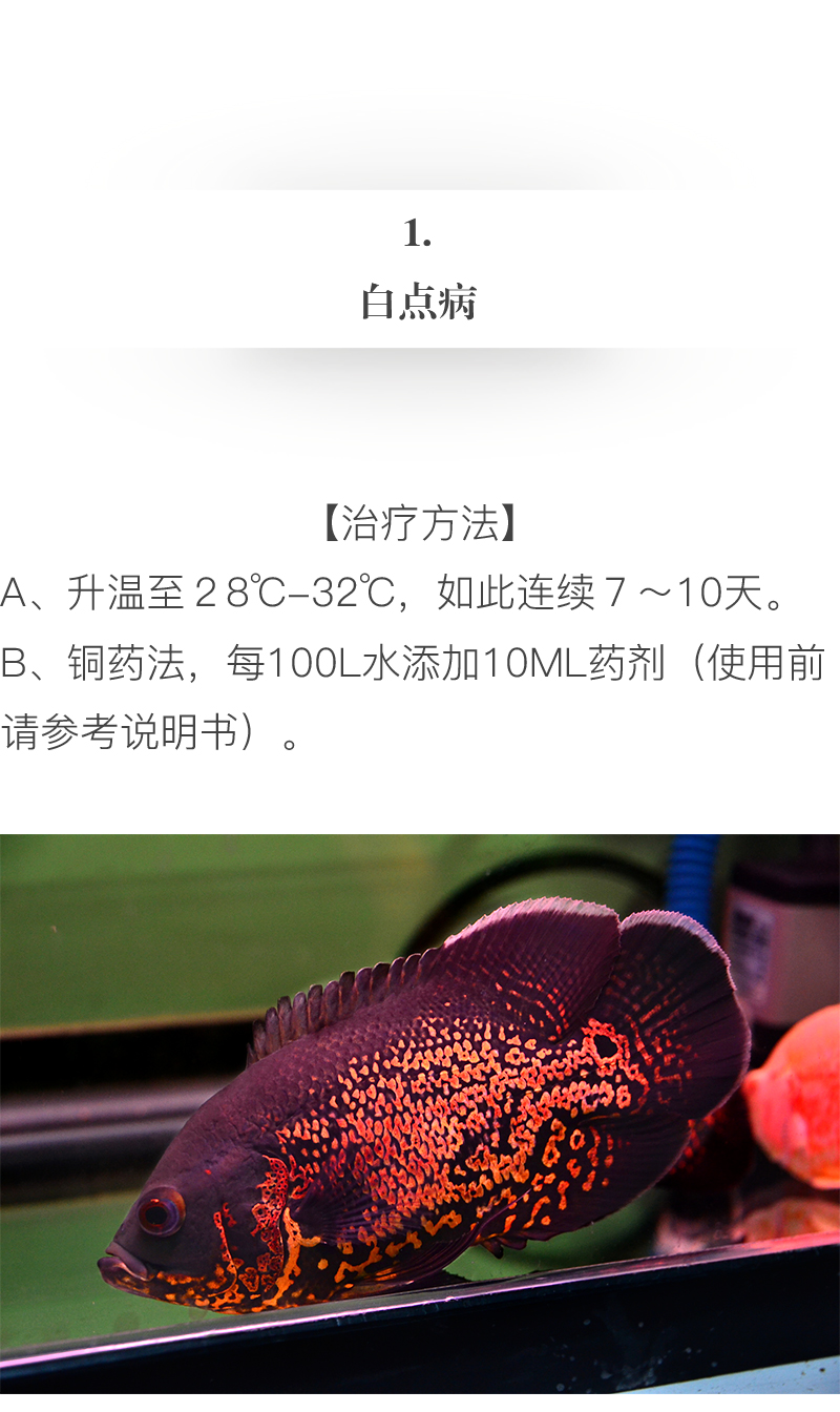 怎么才能养好地图鱼,养鱼新手入门能养地图鱼吗