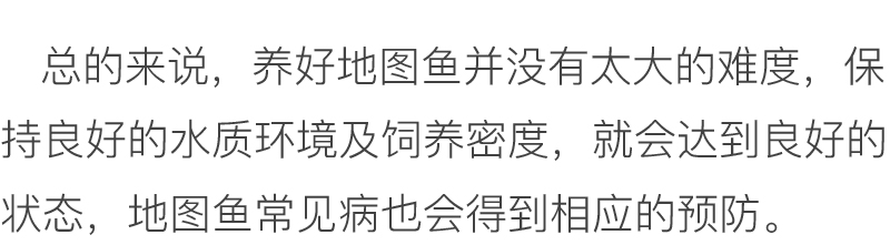 怎么才能养好地图鱼,养鱼新手入门能养地图鱼吗