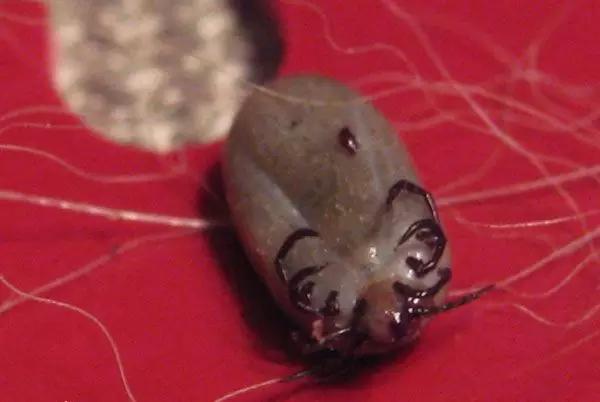 夺命蜱虫一般出现在哪里,夺命蜱虫一般出现在哪个地方