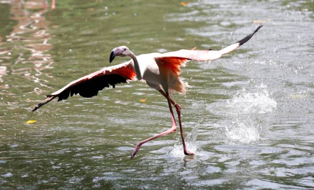 长隆适合小朋友玩的地方,长隆有哪些小朋友可以玩的项目