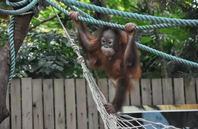 长隆适合小朋友玩的地方,长隆有哪些小朋友可以玩的项目