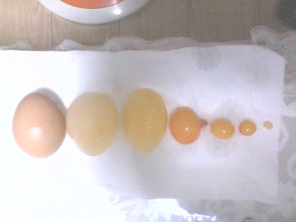 鸡蛋在蛋鸡体内的怎么形成的？