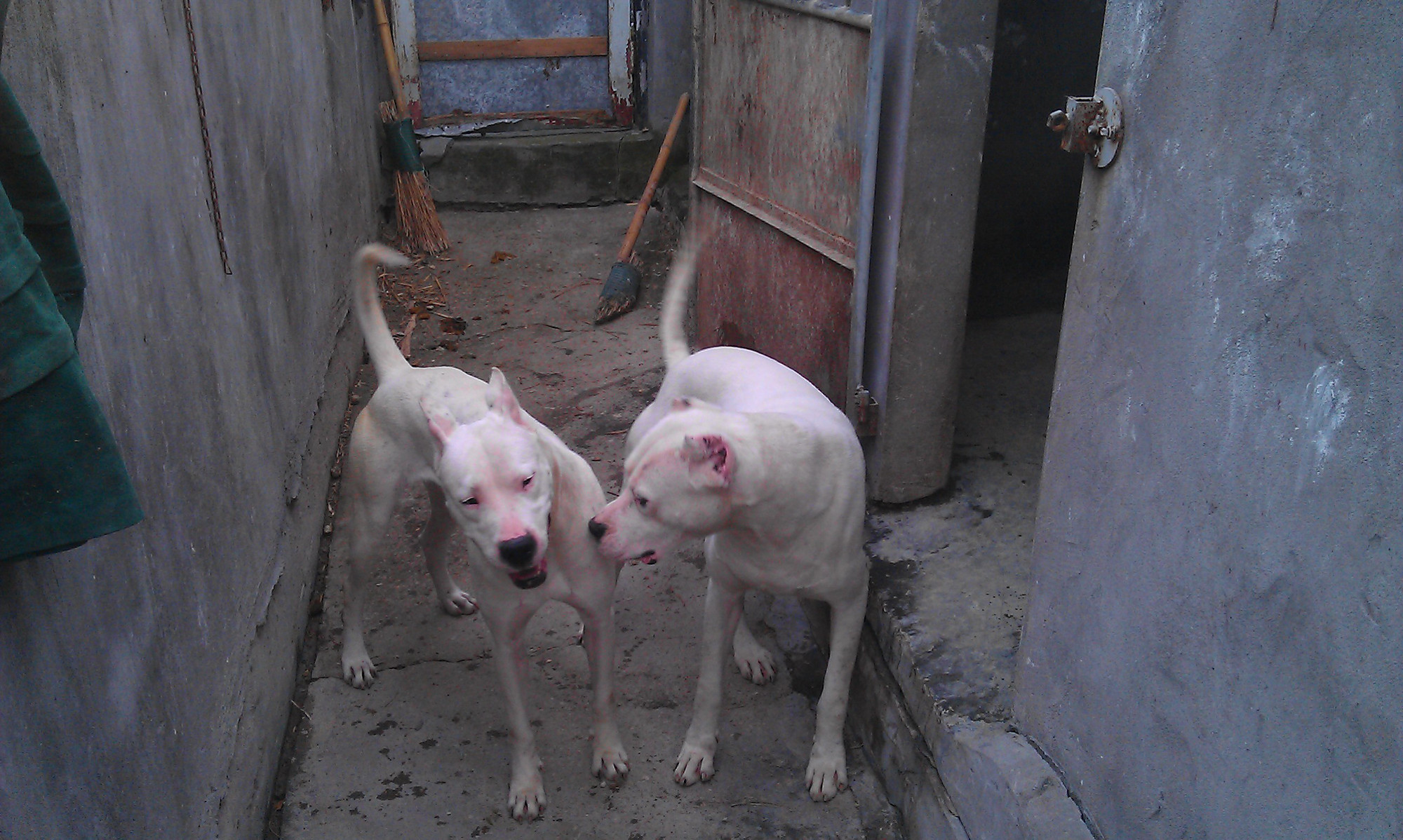 杜高犬现在猛犬排名第几,杜高犬世界十大恶犬第一名