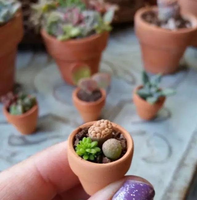 外国大神多肉,ins多肉