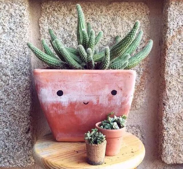 外国大神多肉,ins多肉