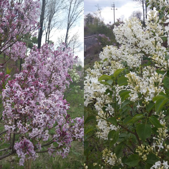 丁香花纯露作用与功效,丁香花纯露怎么做