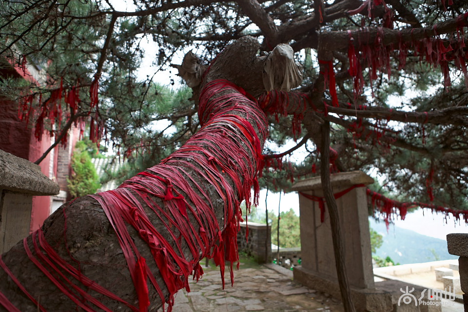 为什么古树都要拴红绳,往古树上拴红绳什么意思