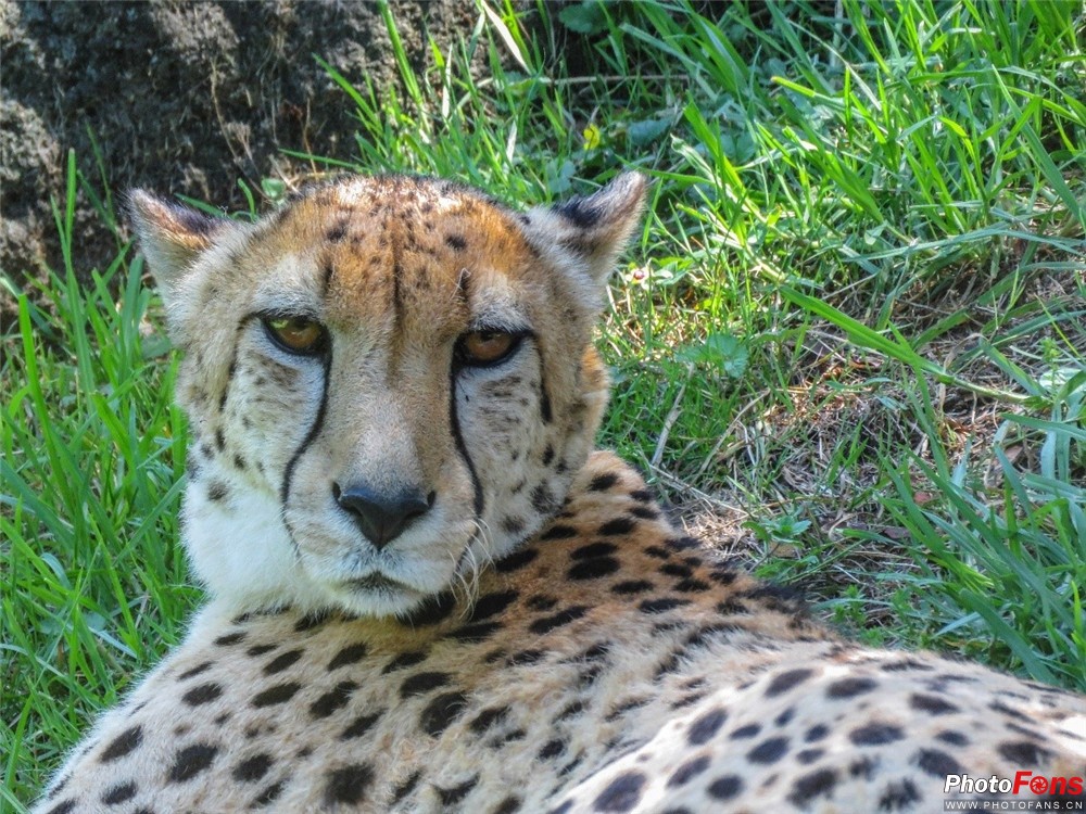 浣宠兘鐩告満dc,杩戞湡浣宠兘鐩告満鎺ㄨ崘