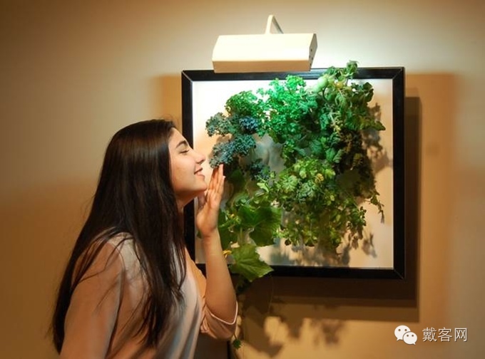 代客网,戴客官网