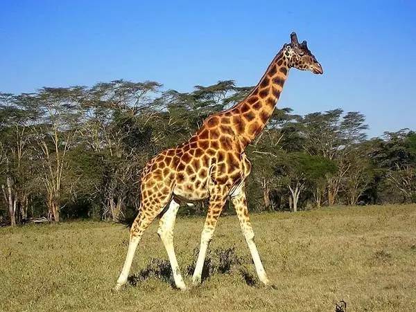 为了庆祝儿童节，珠宝界搬来了整个动物园