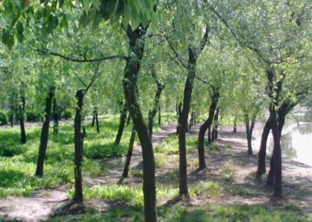 植树节去蚂蚁森林,植树节到