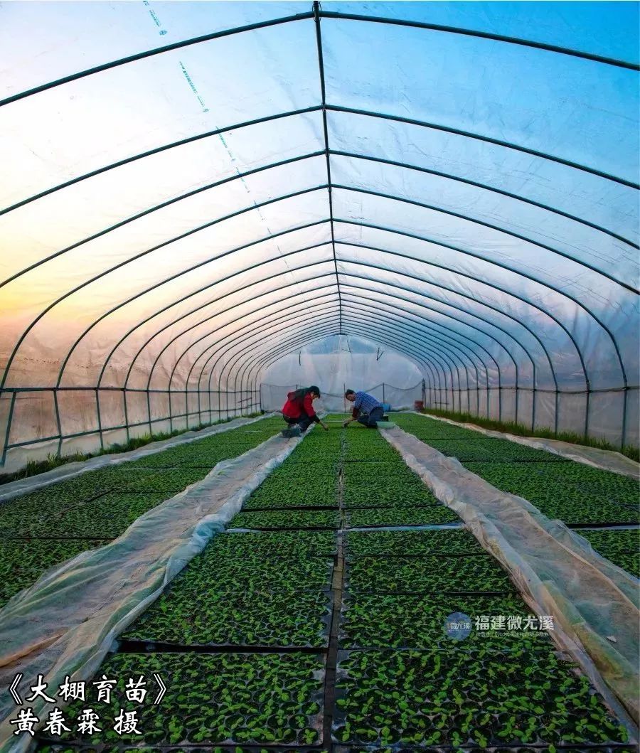 闽中深山里，有谁知道这个尤溪姑娘？真的太美了！