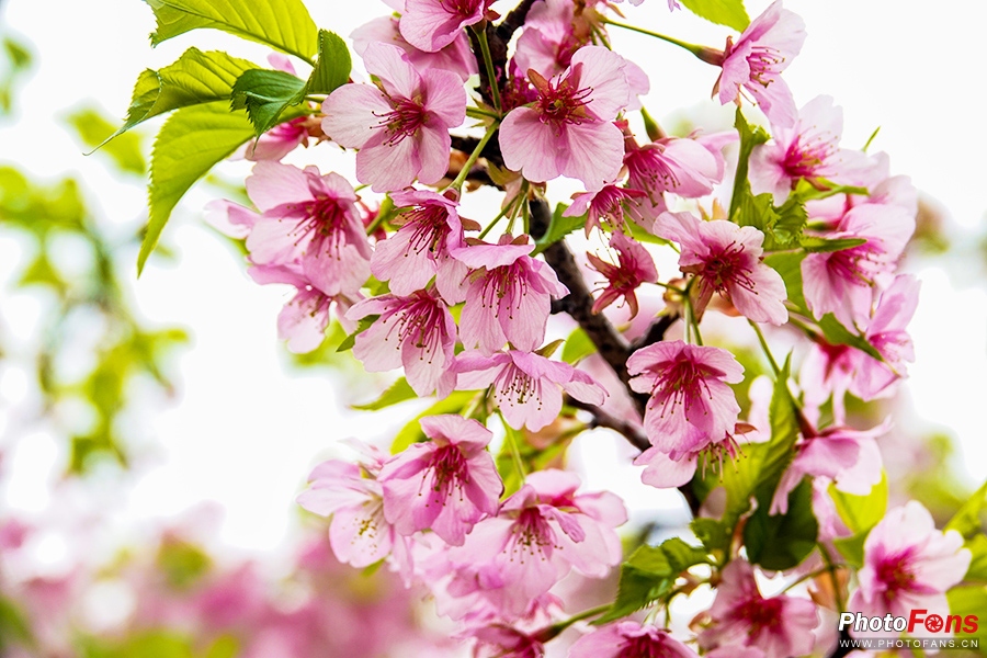 好雨知时节当春乃发生视频素材,索尼rx10iv视频性能