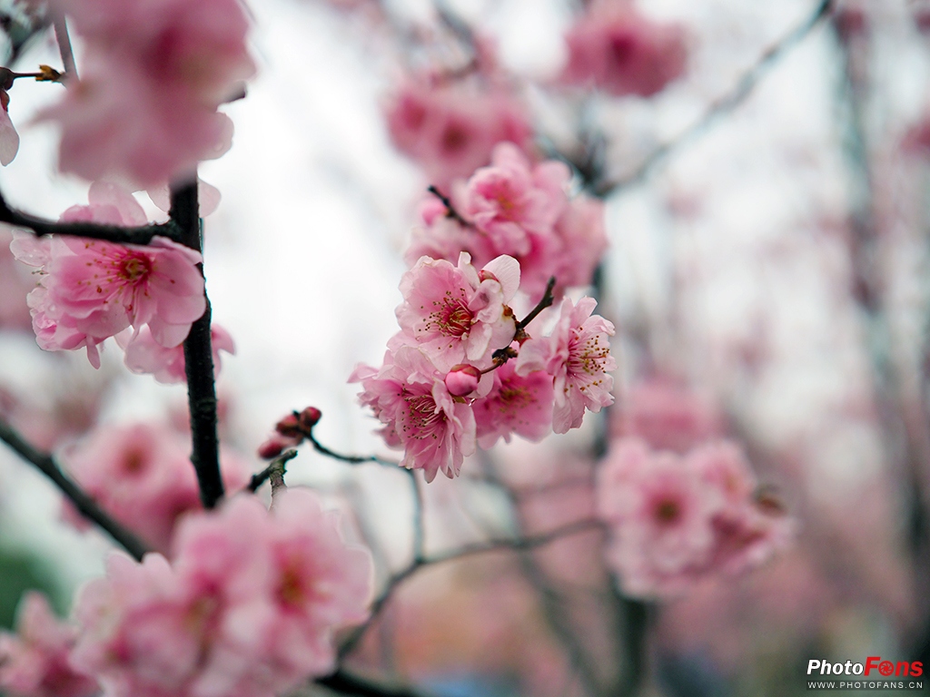 奥林巴斯17mmf1.8能自动对焦吗,奥林巴斯17mmf1.2pro对比老蛙18mm