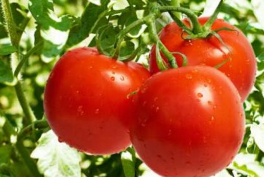 西红柿与什么同食中毒,西红柿千万别这样吃全是毒