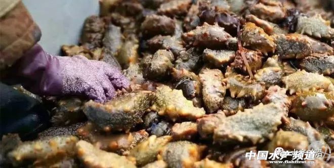 2020海参为什么缺货,海参断货