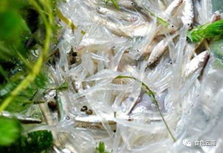 云南淡水鱼类图鉴,云南鱼类有哪些