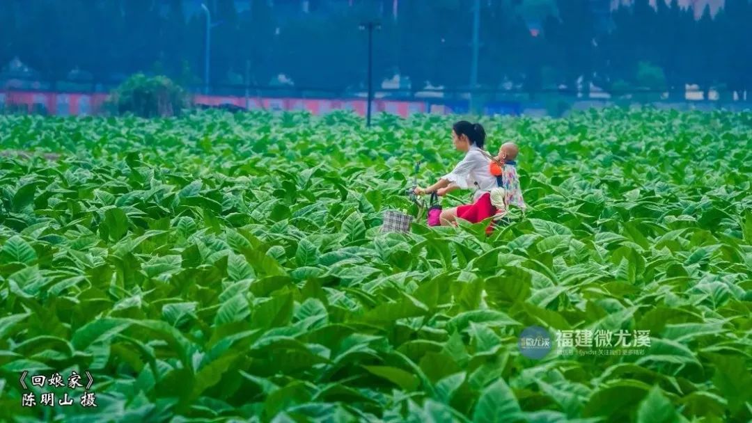 闽中深山里，有谁知道这个尤溪姑娘？真的太美了！