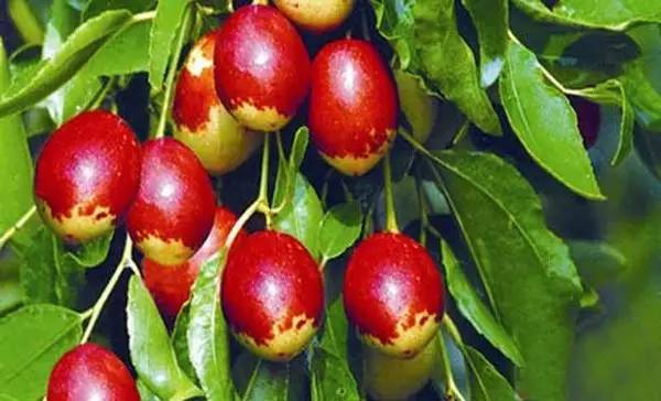 河北特色伴手礼,河北有什么好吃的伴手礼