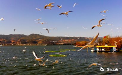 云南淡水鱼类图鉴,云南鱼类有哪些