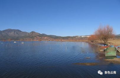 云南淡水鱼类图鉴,云南鱼类有哪些