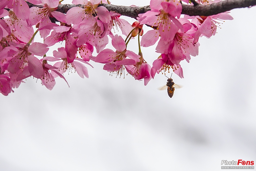 好雨知时节当春乃发生视频素材,索尼rx10iv视频性能