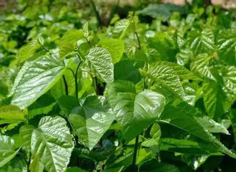 自制减脂瘦身茶,自制瘦身茶7天减10斤科学简单有效