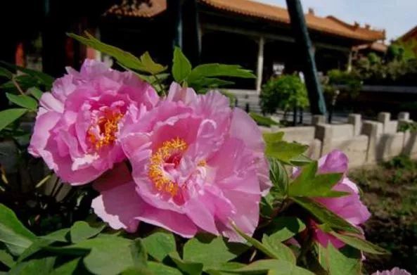 北京游玩一年不重样,一天游北京攻略大全