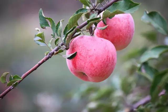 河北特色伴手礼,河北有什么好吃的伴手礼