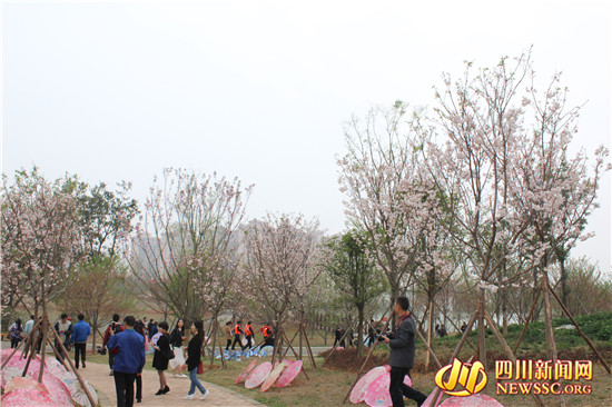 四川眉山樱花博览园,眉山岷江樱花视频