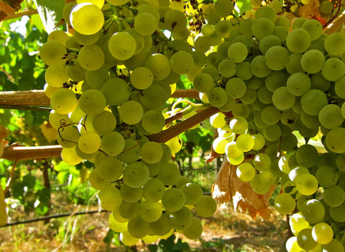 白葡萄品种入门级指南,白葡萄哪个品种好吃