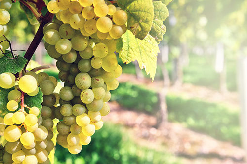 白葡萄品种入门级指南,白葡萄哪个品种好吃