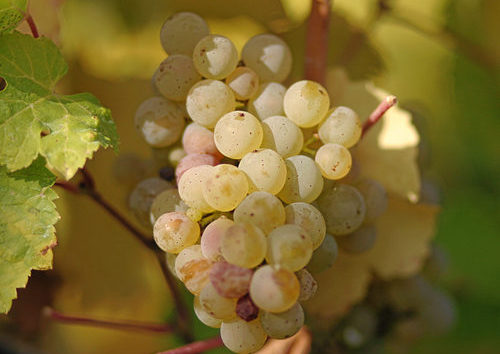 白葡萄品种入门级指南,白葡萄哪个品种好吃