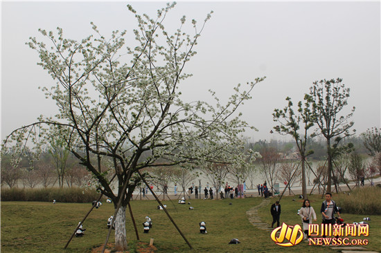 四川眉山樱花博览园,眉山岷江樱花视频
