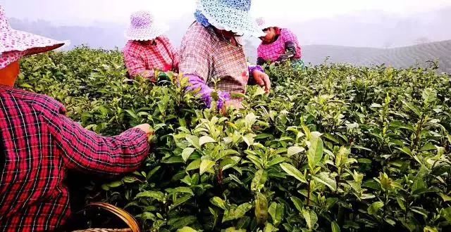 创业创新看浐灞丨坚持好产品从源头抓起它比你更关心你的健康