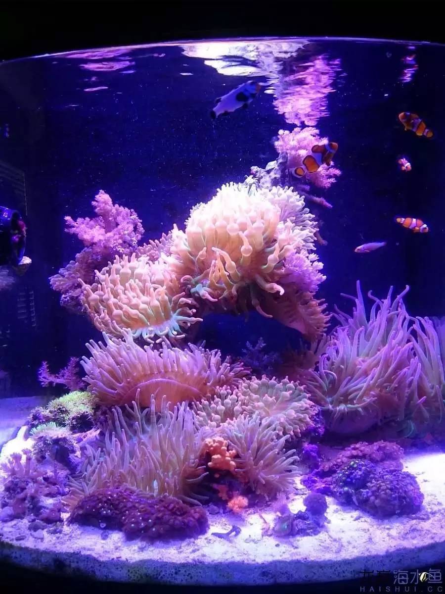 奶嘴计划基础知识,奶嘴的介绍话术