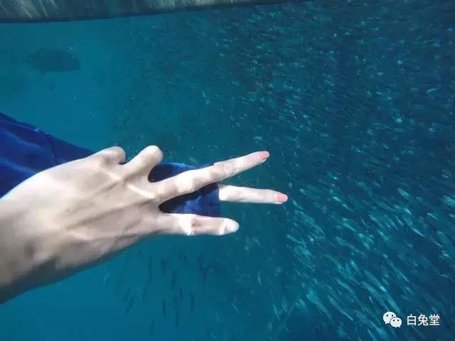 「白兔堂」可能只有不到10%的游客在澳洲玩到了这些!你玩对了吗?