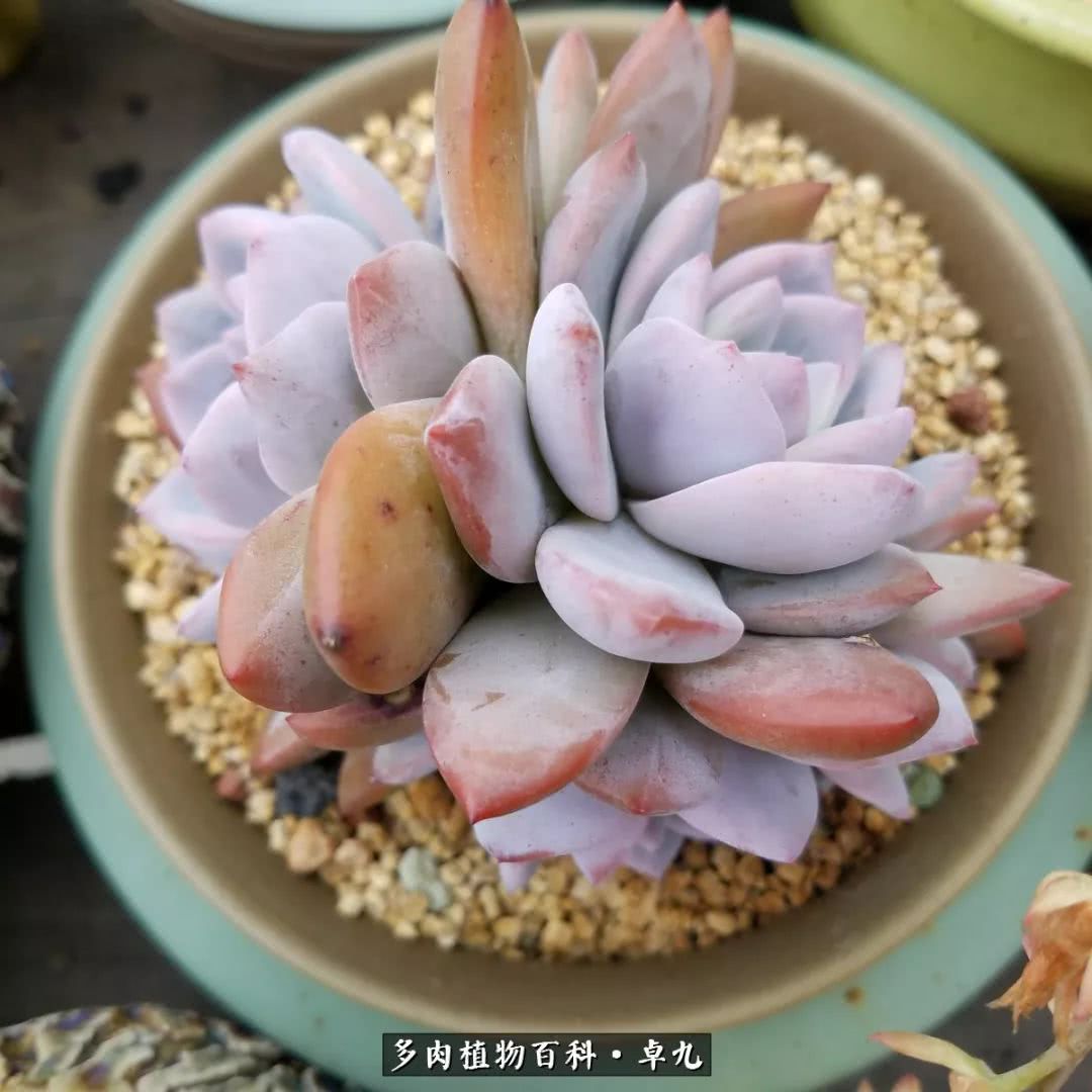 养多肉你遇到的奇葩事,养多肉的男士