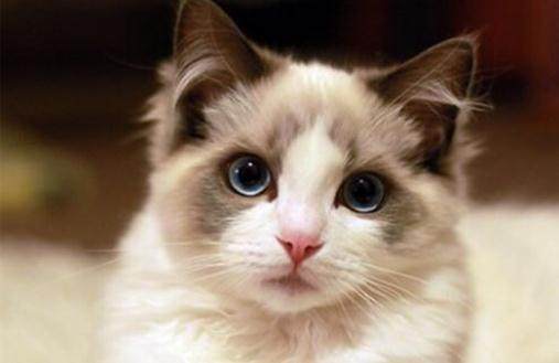 上班族猫咪每日怎么喂猫粮,饲养猫咪的注意事项