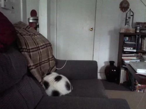 见过长得像足球的黑白猫吗？我狭隘的世界观又崩了……