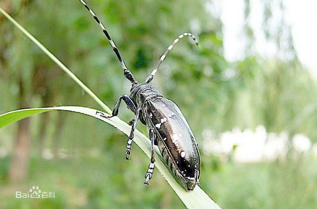 天牛是常见的什么害虫,天牛都是害虫么