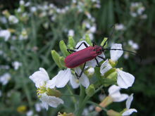 天牛是常见的什么害虫,天牛都是害虫么