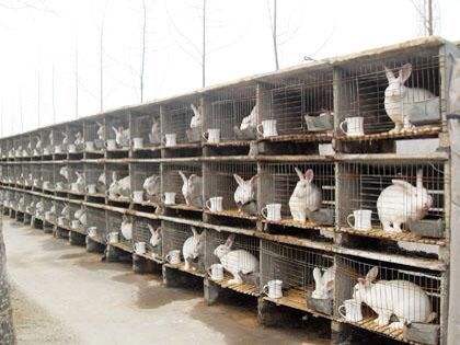 兔肉养殖难点有哪些,兔肉养殖