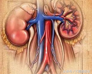 肾衰竭是怎么回事需要怎么治疗,狗狗胰腺炎肾衰竭怎么饮食调理